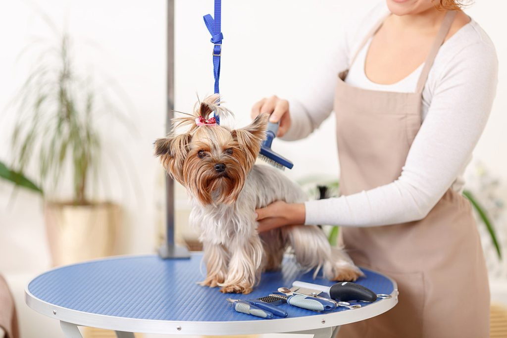 Pet’s Cleanliness Is Our Top Priority In Pet Supplies Plus Grooming