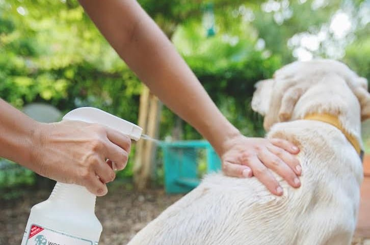 Protect Your Dog With Antimicrobial Wound Spray For Dogs