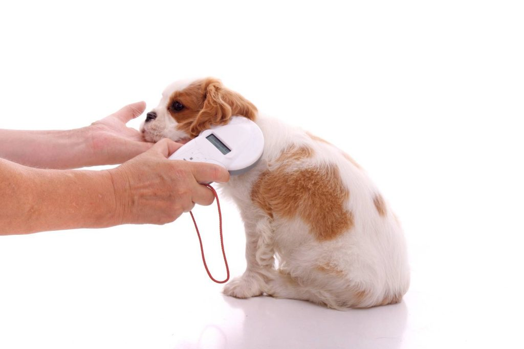 Healing Paws By Embracing Antimicrobial Wound Spray For Dogs